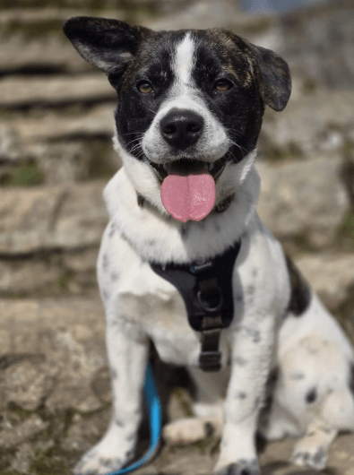 2025 03 08 22 14 13 puck ❤️ dein zukünftiger bester kumpel! in hessen oestrich winkel mischlinge