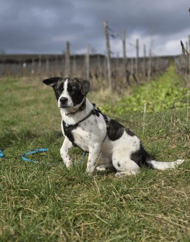 2025 03 08 22 14 18 puck ❤️ dein zukünftiger bester kumpel! in hessen oestrich winkel mischlinge