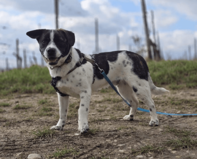 2025 03 08 22 14 23 puck ❤️ dein zukünftiger bester kumpel! in hessen oestrich winkel mischlinge