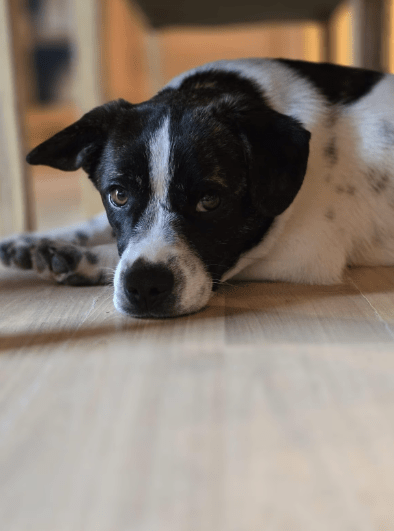 2025 03 08 22 14 28 puck ❤️ dein zukünftiger bester kumpel! in hessen oestrich winkel mischlinge