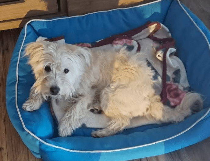 2025 05 26 08 56 27 charmeur monty ❤️ möchte dein zuhause erobern in nordrhein westfalen hiddenhau