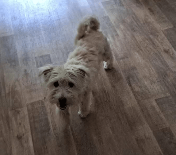 2025 05 26 08 56 35 charmeur monty ❤️ möchte dein zuhause erobern in nordrhein westfalen hiddenhau