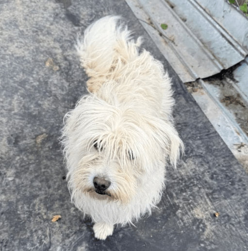 2025 05 26 08 56 39 charmeur monty ❤️ möchte dein zuhause erobern in nordrhein westfalen hiddenhau