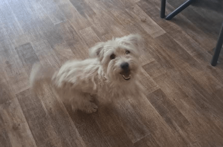 2025 05 26 08 56 43 charmeur monty ❤️ möchte dein zuhause erobern in nordrhein westfalen hiddenhau