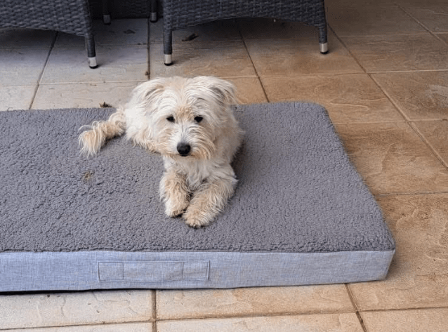 2025 05 26 08 56 47 charmeur monty ❤️ möchte dein zuhause erobern in nordrhein westfalen hiddenhau