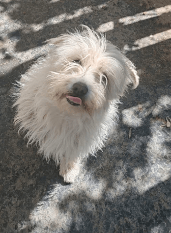 2025 05 26 08 56 54 charmeur monty ❤️ möchte dein zuhause erobern in nordrhein westfalen hiddenhau