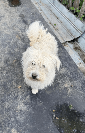 2025 05 26 08 57 02 charmeur monty ❤️ möchte dein zuhause erobern in nordrhein westfalen hiddenhau
