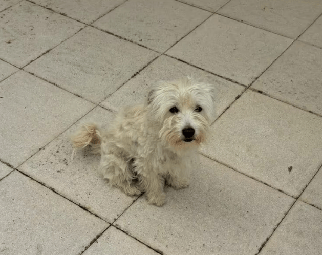2025 05 26 08 57 08 charmeur monty ❤️ möchte dein zuhause erobern in nordrhein westfalen hiddenhau