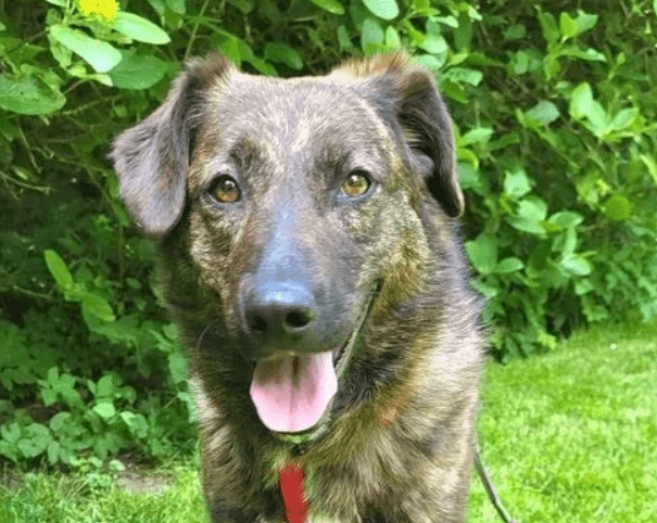 2025 05 26 08 58 09 treue seele eni ♥️sucht ihre herzensmenschen in niedersachsen wedemark misch
