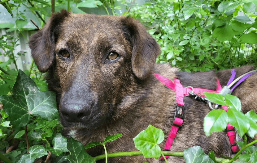 2025 05 26 08 58 13 treue seele eni ♥️sucht ihre herzensmenschen in niedersachsen wedemark misch