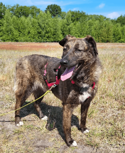 2025 05 26 08 58 32 treue seele eni ♥️sucht ihre herzensmenschen in niedersachsen wedemark misch