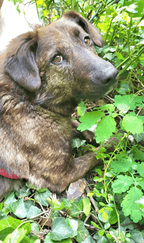 2025 05 26 08 58 52 treue seele eni ♥️sucht ihre herzensmenschen in niedersachsen wedemark misch