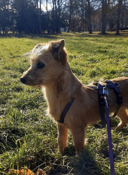 2025 02 04 18 02 24 Aufgeweckte Layla ❤️ Zum Verlieben! In Thüringen Gotha Mischlinge Und Mischl