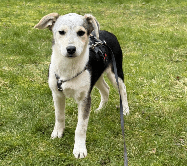 2025 02 11 21 19 00 Kleine Turbo Maus Idita ❤️ Sucht Ihre Familie! In Niedersachsen Bad Münder Am