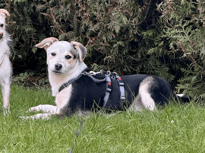 2025 02 11 21 19 06 Kleine Turbo Maus Idita ❤️ Sucht Ihre Familie! In Niedersachsen Bad Münder Am