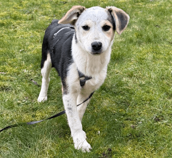 2025 02 11 21 19 11 Kleine Turbo Maus Idita ❤️ Sucht Ihre Familie! In Niedersachsen Bad Münder Am