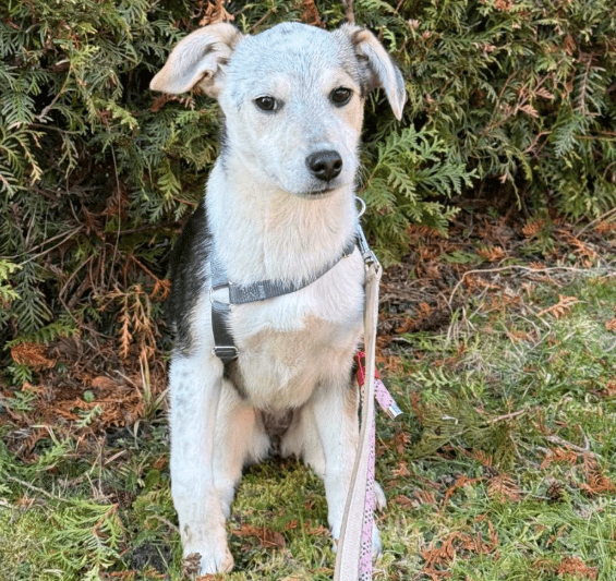 2025 02 11 21 19 15 Kleine Turbo Maus Idita ❤️ Sucht Ihre Familie! In Niedersachsen Bad Münder Am
