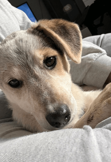 2025 02 11 21 19 24 Kleine Turbo Maus Idita ❤️ Sucht Ihre Familie! In Niedersachsen Bad Münder Am