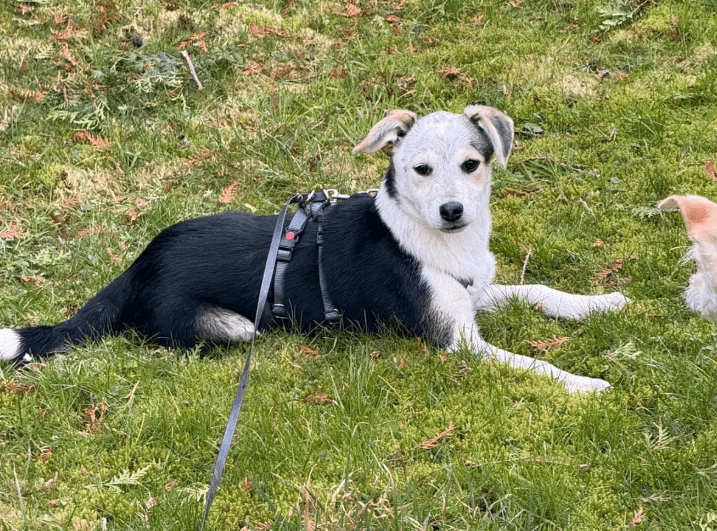 2025 02 11 21 19 29 Kleine Turbo Maus Idita ❤️ Sucht Ihre Familie! In Niedersachsen Bad Münder Am