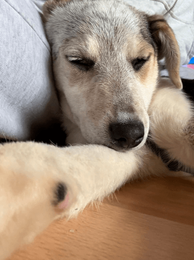 2025 02 11 21 19 35 Kleine Turbo Maus Idita ❤️ Sucht Ihre Familie! In Niedersachsen Bad Münder Am