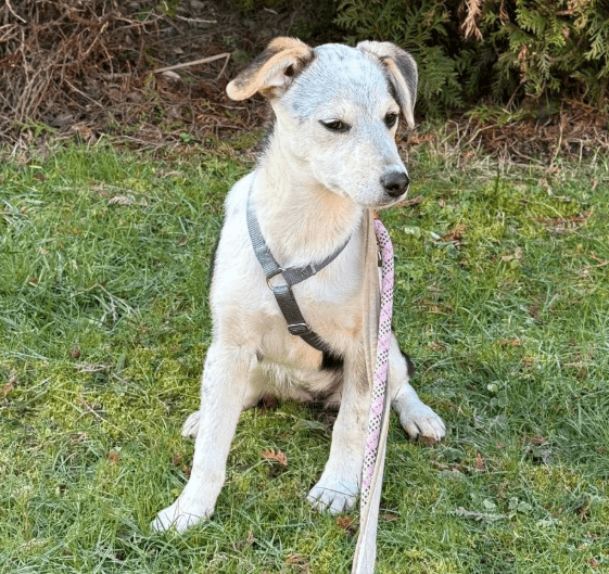 2025 02 11 21 19 40 Kleine Turbo Maus Idita ❤️ Sucht Ihre Familie! In Niedersachsen Bad Münder Am