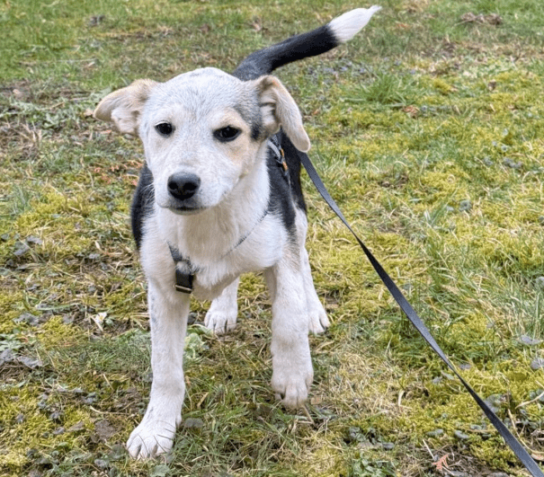 2025 02 11 21 19 45 Kleine Turbo Maus Idita ❤️ Sucht Ihre Familie! In Niedersachsen Bad Münder Am