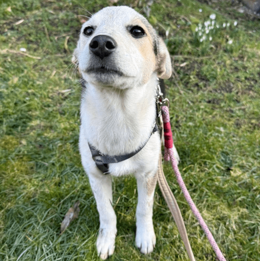 2025 02 11 21 19 54 Kleine Turbo Maus Idita ❤️ Sucht Ihre Familie! In Niedersachsen Bad Münder Am