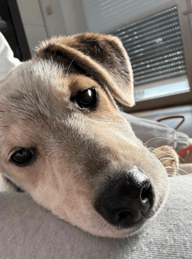 2025 02 11 21 20 00 Kleine Turbo Maus Idita ❤️ Sucht Ihre Familie! In Niedersachsen Bad Münder Am