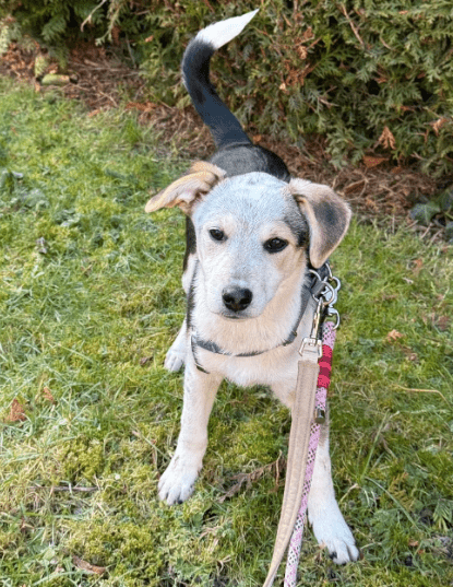 2025 02 11 21 20 05 Kleine Turbo Maus Idita ❤️ Sucht Ihre Familie! In Niedersachsen Bad Münder Am