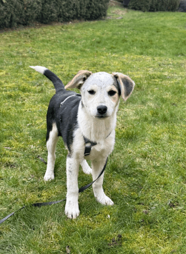 2025 02 11 21 20 10 Kleine Turbo Maus Idita ❤️ Sucht Ihre Familie! In Niedersachsen Bad Münder Am
