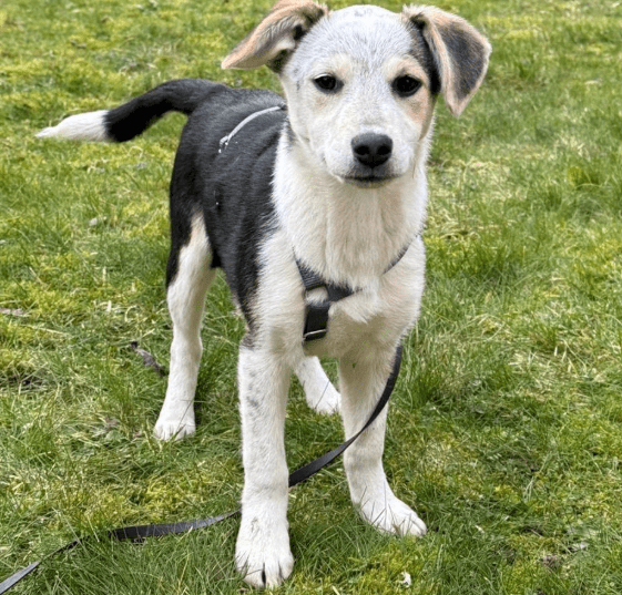 2025 02 11 21 20 17 Kleine Turbo Maus Idita ❤️ Sucht Ihre Familie! In Niedersachsen Bad Münder Am
