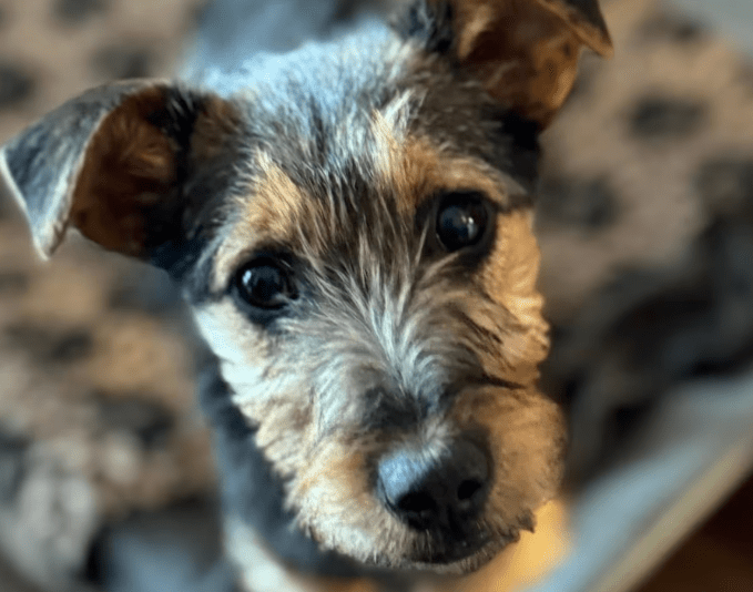 2025 02 11 21 21 05 Brooke ❤️ Neugier Auf 4 Pfötchen In Nordrhein Westfalen Herten Mischlinge Un