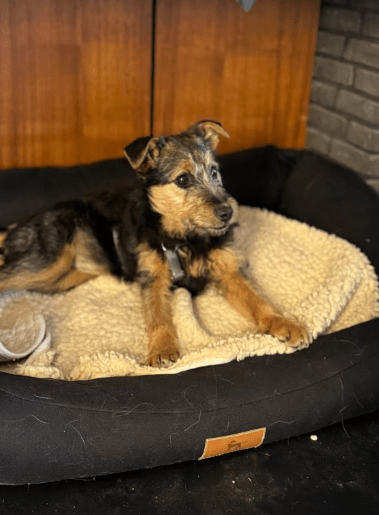 2025 02 11 21 21 10 Brooke ❤️ Neugier Auf 4 Pfötchen In Nordrhein Westfalen Herten Mischlinge Un