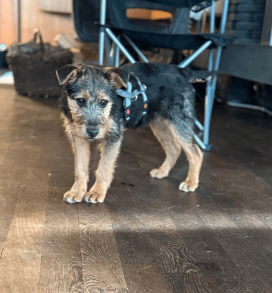 2025 02 11 21 21 15 Brooke ❤️ Neugier Auf 4 Pfötchen In Nordrhein Westfalen Herten Mischlinge Un