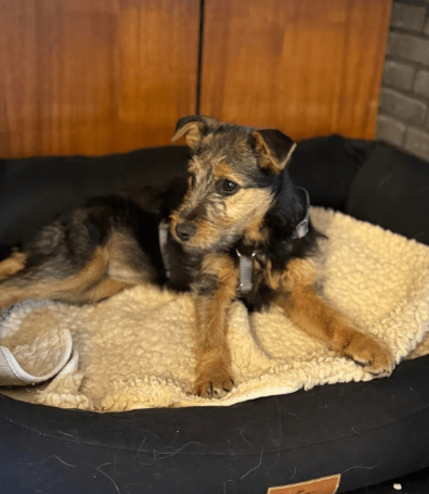 2025 02 11 21 21 19 Brooke ❤️ Neugier Auf 4 Pfötchen In Nordrhein Westfalen Herten Mischlinge Un