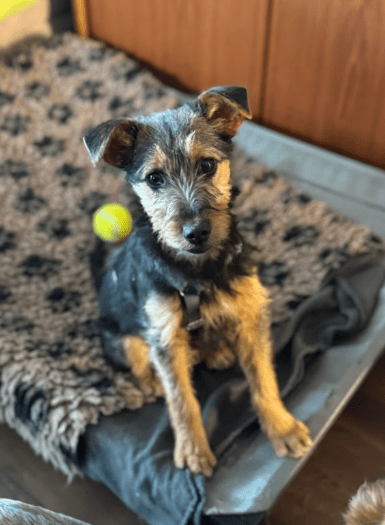 2025 02 11 21 21 24 Brooke ❤️ Neugier Auf 4 Pfötchen In Nordrhein Westfalen Herten Mischlinge Un