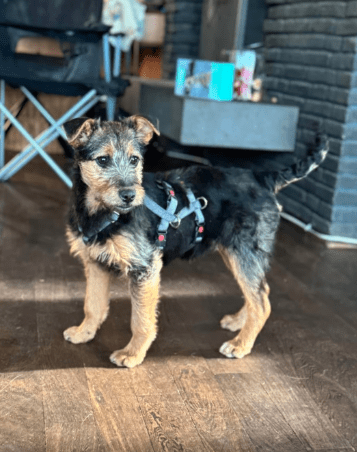 2025 02 11 21 21 28 Brooke ❤️ Neugier Auf 4 Pfötchen In Nordrhein Westfalen Herten Mischlinge Un