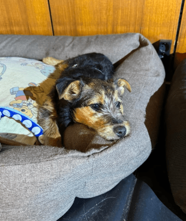 2025 02 11 21 21 33 Brooke ❤️ Neugier Auf 4 Pfötchen In Nordrhein Westfalen Herten Mischlinge Un