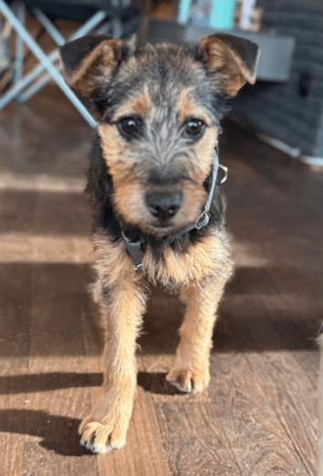 2025 02 11 21 21 38 Brooke ❤️ Neugier Auf 4 Pfötchen In Nordrhein Westfalen Herten Mischlinge Un