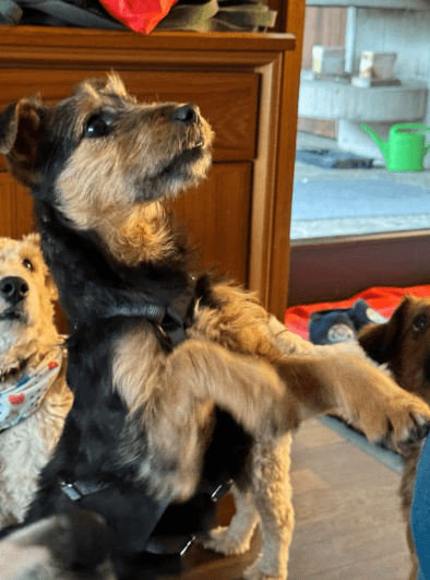 2025 02 11 21 21 43 Brooke ❤️ Neugier Auf 4 Pfötchen In Nordrhein Westfalen Herten Mischlinge Un