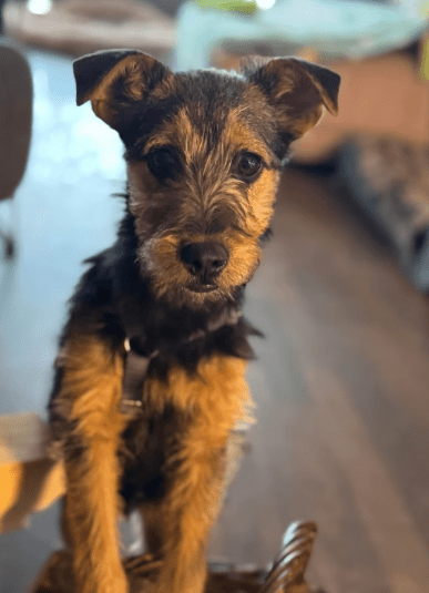 2025 02 11 21 21 50 Brooke ❤️ Neugier Auf 4 Pfötchen In Nordrhein Westfalen Herten Mischlinge Un