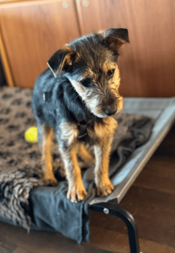 2025 02 11 21 21 55 Brooke ❤️ Neugier Auf 4 Pfötchen In Nordrhein Westfalen Herten Mischlinge Un