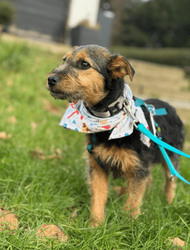 2025 02 11 21 22 03 Brooke ❤️ Neugier Auf 4 Pfötchen In Nordrhein Westfalen Herten Mischlinge Un