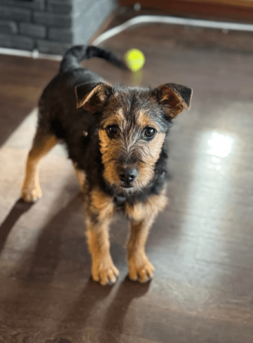 2025 02 11 21 22 09 Brooke ❤️ Neugier Auf 4 Pfötchen In Nordrhein Westfalen Herten Mischlinge Un