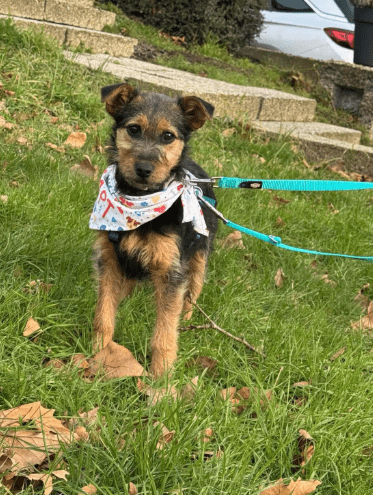 2025 02 11 21 22 15 Brooke ❤️ Neugier Auf 4 Pfötchen In Nordrhein Westfalen Herten Mischlinge Un
