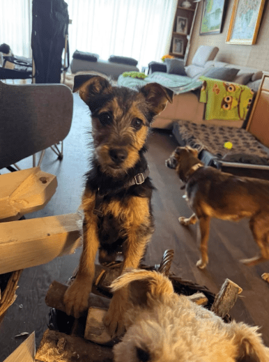2025 02 11 21 22 21 Brooke ❤️ Neugier Auf 4 Pfötchen In Nordrhein Westfalen Herten Mischlinge Un