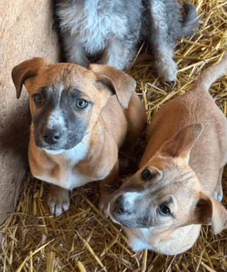 2025 02 11 21 32 57 Zaubermaus Vesta Sucht Ihr Zuhause❤️ In Niedersachsen Martfeld Mischlinge Un