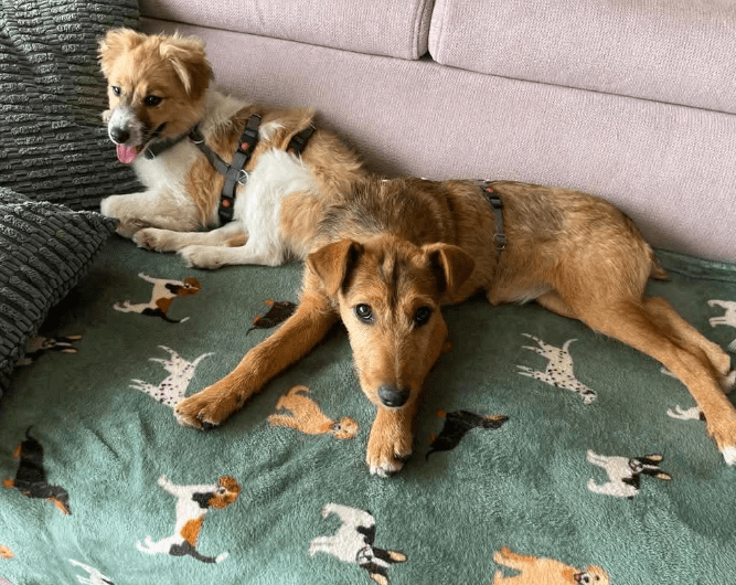 2025 02 27 21 36 58 Bialka ❤️ Sucht Ihre Traumfamilie! In Nordrhein Westfalen Herten Mischlinge