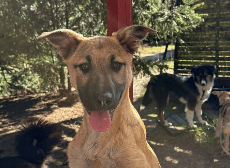 2025 04 06 09 41 47 finley ❤️ „best buddy for life“ in niedersachsen wedemark mischlinge und mis