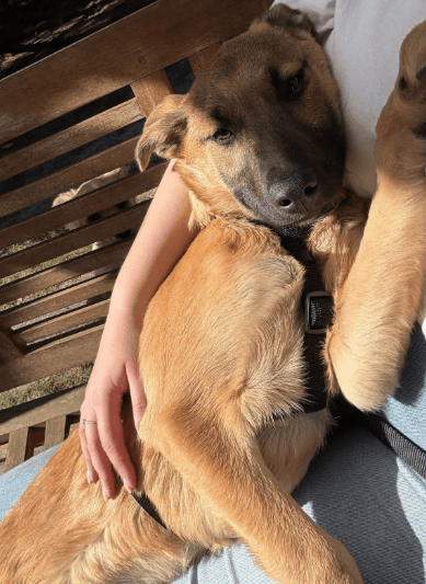 2025 04 06 09 41 52 finley ❤️ „best buddy for life“ in niedersachsen wedemark mischlinge und mis